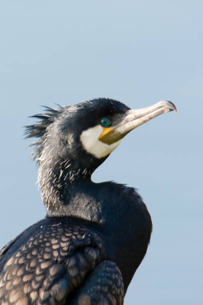 座った鵜。 - great black cormorant ストックフォトと画像
