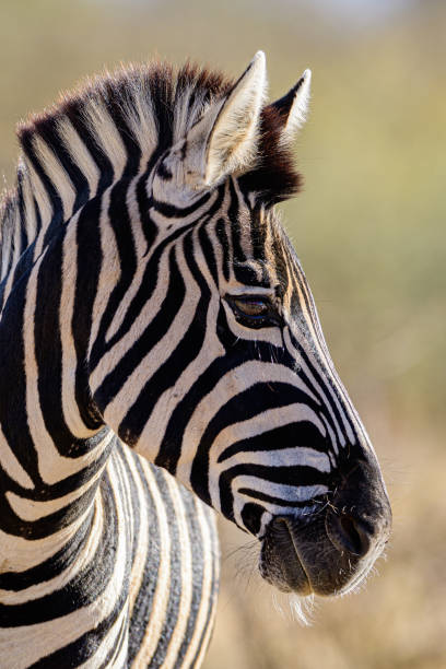 Zebra close up stock photo