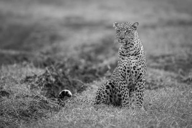 portrait of leopard stock photo