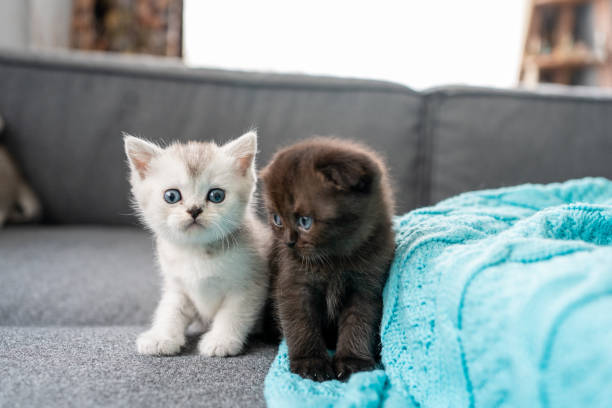 istock British Shorthair cats kitten 1319241183