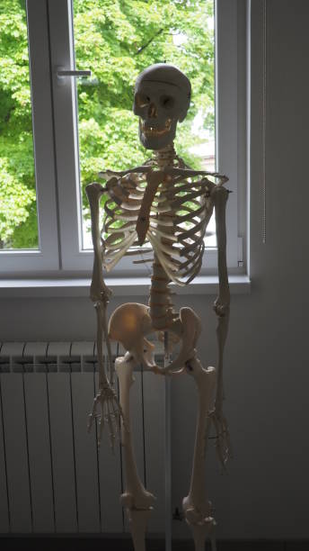 istock skeleton on the background of a window in a school office 1319242663