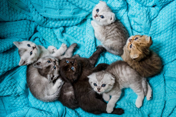 British Shorthair cat kitten