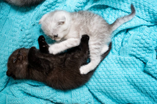 istock British Shorthair cat kitten 1319242902