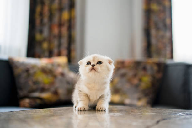 British Shorthair cat kitten