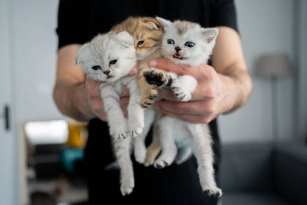 istock British Shorthair cat kitten 1319243110