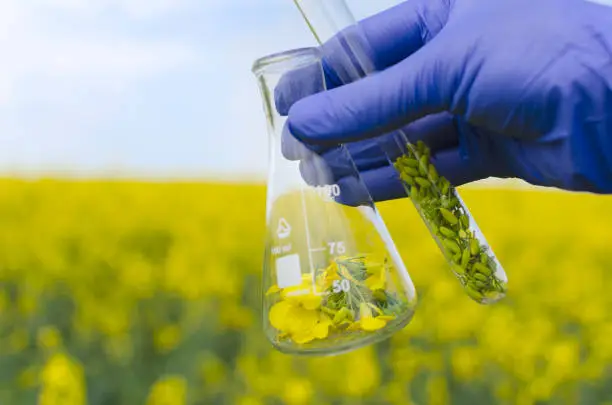 Closeup of lab assistenthand who wearing blue gloves and holding glass tube full of canola flowers.Testing rapeseeds