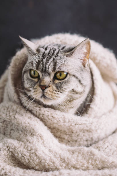 istock Funny cat (Scottish Straight breed) in a warm knitted scarf. 1319243390
