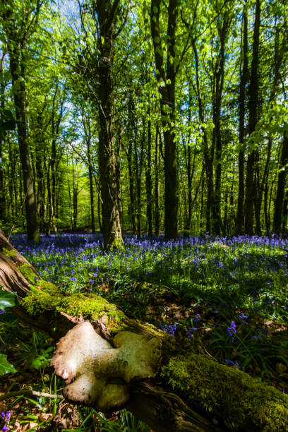 istock A beautiful Bluebell forest in the spring 1319244724