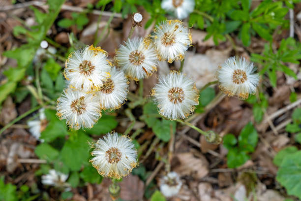 Eifel National Park, Germany, May 2021: Coltsfoot seed