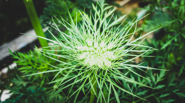 istock The Spikey flower 1319245102