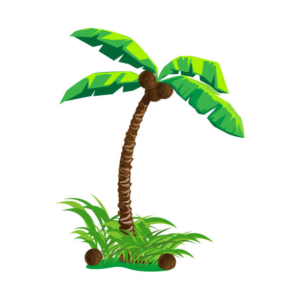 Coconut Palm Tree In Cartoon Style Stock Illustration - Download Image Now  - Palm Tree, Banana Tree, Coconut - iStock