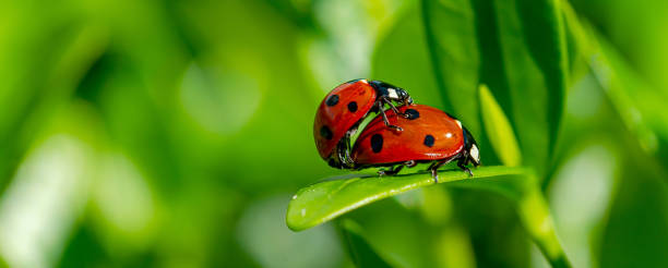 istock Close-up Of Ladybugs Mating in springtime 1319246367