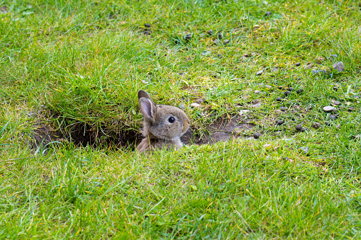 konijntje zit langs de kant van de weg in het hoge gras.