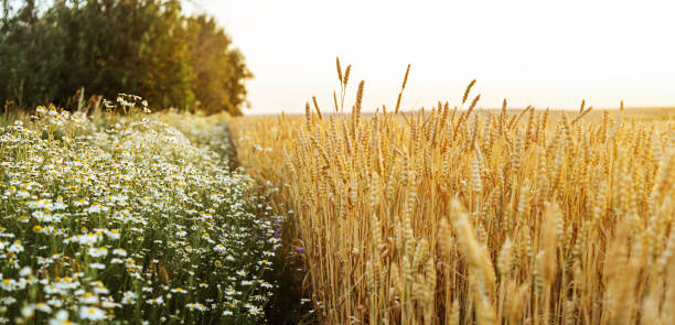 Wheat and  chamomile field. Ears of golden wheat. Beautiful Nature Sunset Landscape. Rural Scenery under Shining Sunlight. Background of ripening ears of wheat field. Rich harvest Concept. Wheat and  chamomile field. Ears of golden wheat. Beautiful Nature Sunset Landscape. Rural Scenery under Shining Sunlight. Background of ripening ears of wheat field. Rich harvest Concept. breakfast cereal photos stock pictures, royalty-free photos & images
