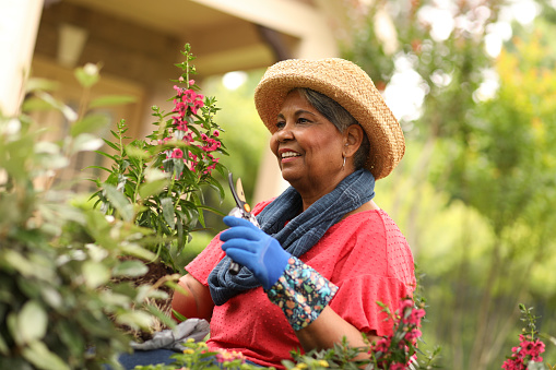 African American, senior adult woman enjoys gardening in the flower bed in front of her home.  She is pruning and planting spring or summer flowers.