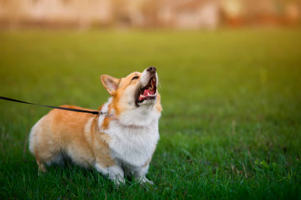 istock dog on leash barks menacingly opening his mouth and showing sharp teeth 1319247987