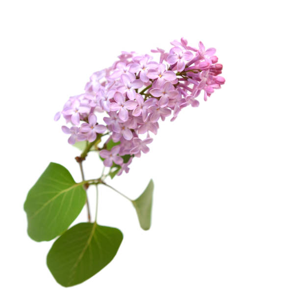 istock Lilac flower isolated on white background 1319248053