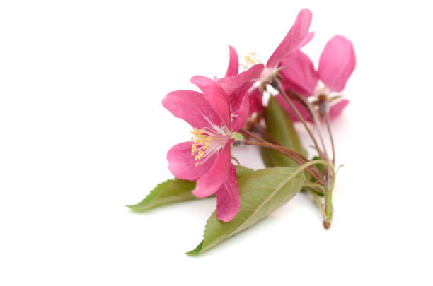 istock Cherry blossom, branch flowers isolated on white 1319248056