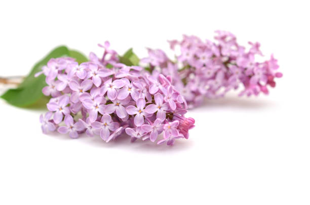istock flower of (vulgaris) lilac blooming on white 1319248068