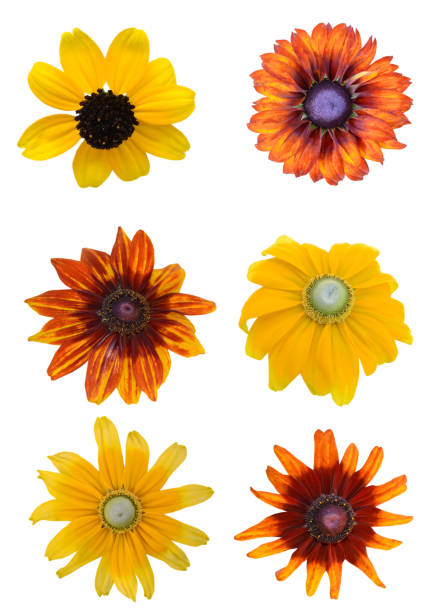 Black-eyed Susan flower in Romania. Rudbeckia flower isolated on white