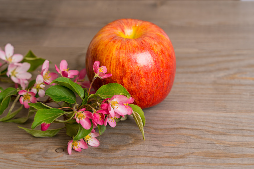 fresh organic apple fruit with blooming branch on gray aged wooden table
