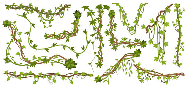 ilustraciones, imágenes clip art, dibujos animados e iconos de stock de plantas de liana de la selva. ramas de vid tropical con hojas, escalada de especies de liana silvestre aislada conjunto de ilustración vectorial. plantas tropicales de liana - wild vine