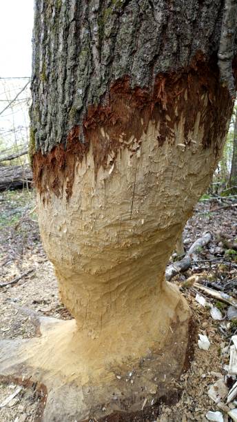 istock A tree trunk by the lake gnawed by beavers. 1319250896