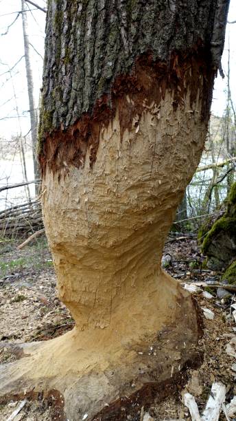 istock A tree trunk by the lake gnawed by beavers. 1319250927