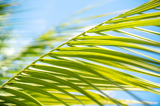 palm leaves with a beautiful blue sky in the background in Rio de Janeiro Brazil.