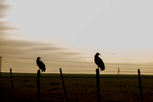 Vultures silhouette in the field at sunset.