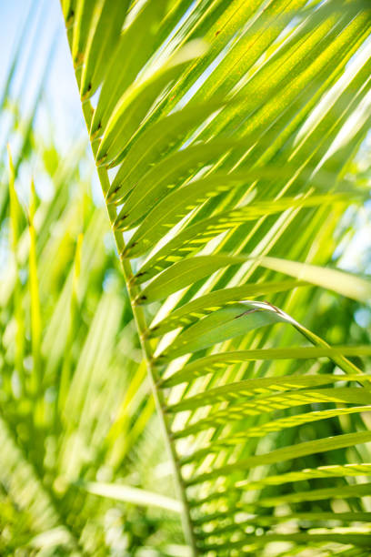 istock Palm leaves, abstract nature background. 1319251200