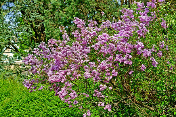 cespuglio lilla in fiore. wave hill nella sezione hudson hill di riverdale nel bronx, new york city - riverdale the bronx foto e immagini stock