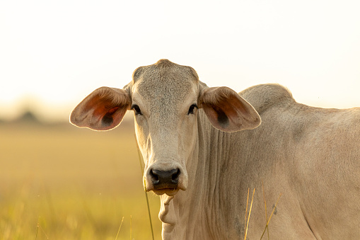 Cow portrait on pasture at sunset.