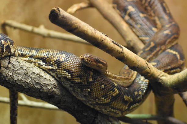 Angolan Python Head Shape 160+ Angolan Python Stock Photos, Pictures & Royalty-Free Images - iStock