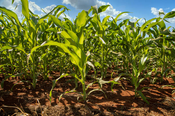 istock Planting of growing corn, new shoots 1319251564