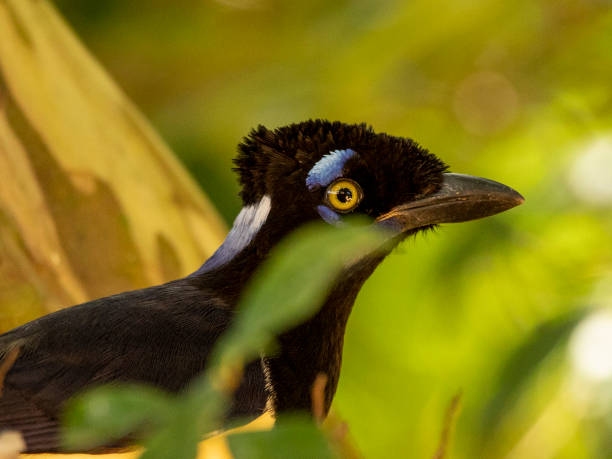 istock The curl-crested jay (Cyanocorax cristatellus) is a jay from South America 1319251631