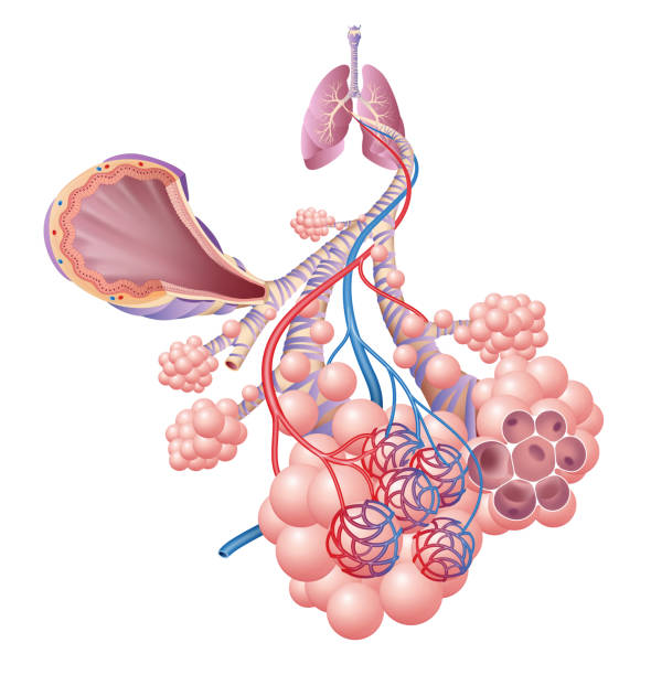 Anatomy of healthy lungs, bronchi, alveoli Lungs play an important role in the exchange of gases and the inhaled gas is humidified and cleaned by the nose and lungs. alveolus stock illustrations