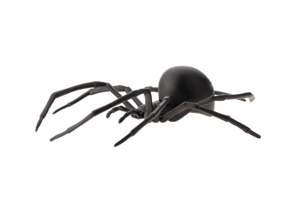 istock Fake rubber spider toy isolated over a white background 1319252426