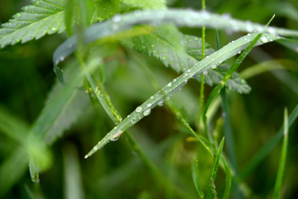 istock Close-up of grass with raindrops at rainy spring day. 1319252497