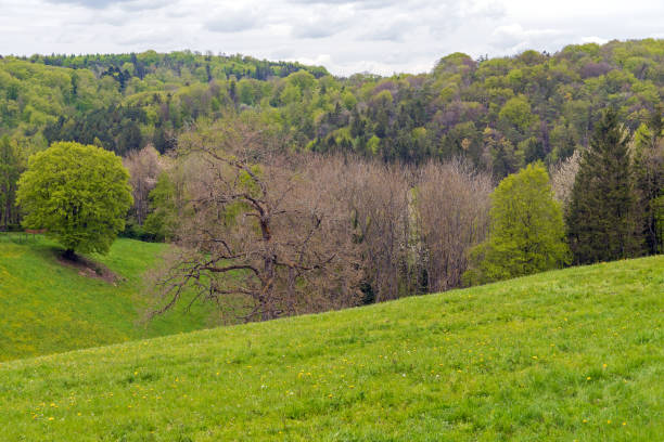 istock Landscape in the Forest of Eifel National Park 1319254235