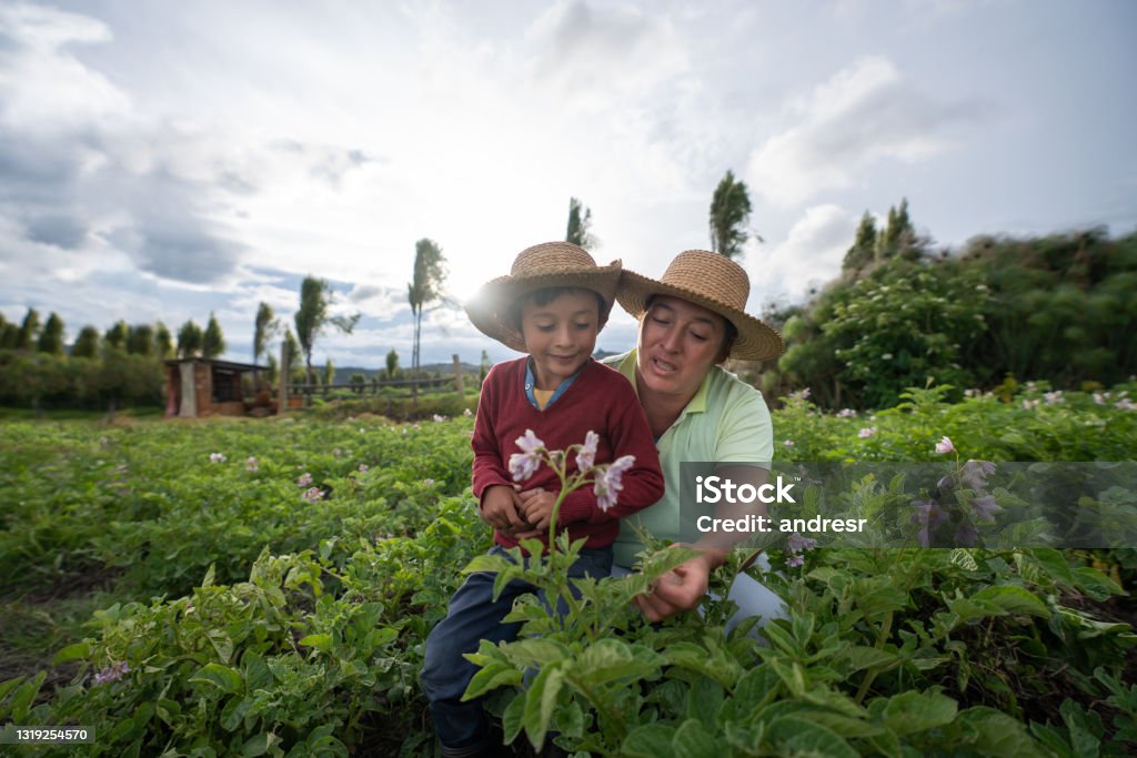 Female farmer teaching her son about harvesting the land Happy Latin American Female farmer teaching her son about harvesting the land â agricultural lifestyle concepts Colombia Stock Photo