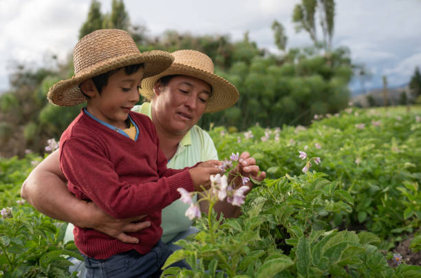 istock Latin American boy learning about harvesting the crop from his mother 1319254577