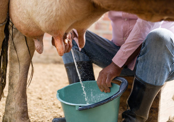 istock Farmer milking a cow manually at a dairy farm 1319254579
