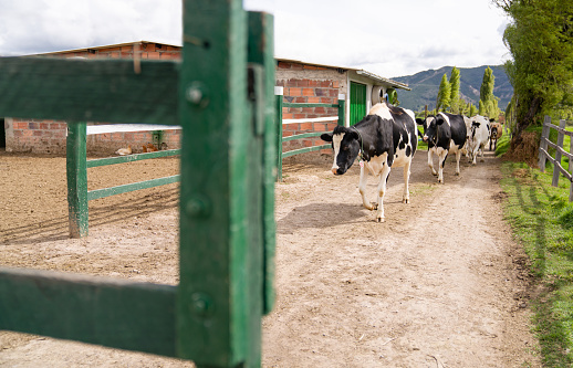 Herd of Cows walking toward the corral at a cattle farm - livestock business concepts
