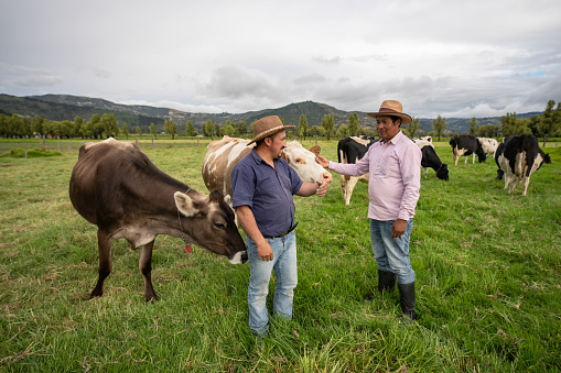 Latin American cattle farmers looking at some cows in the fields at a dairy farm â livestock business concepts