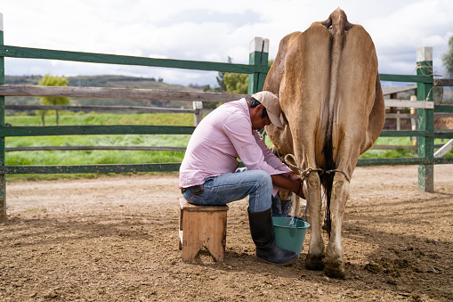 Latin American Farmer milking a cow manually at a dairy farm - livestock business concepts