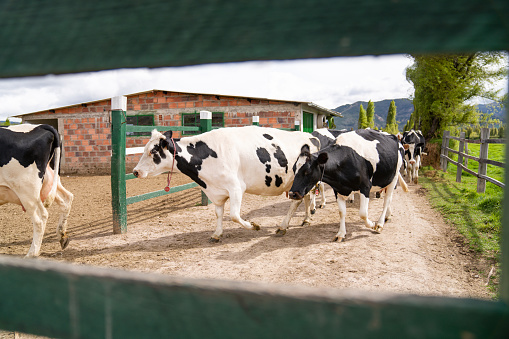 Herd of cows walking toward the pen at a dairy farm â cattle business concepts