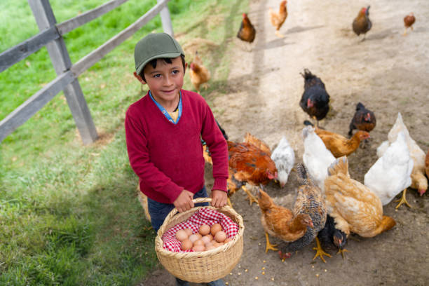 istock Latin American boy collecting eggs at a poultry farm 1319254615