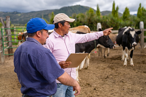 Latin American man pointing at some cows in the corral while working at a cattle farm with his partner â livestock concepts