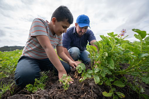 Latin American farmer teaching his son about harvesting the land â agricultural lifestyle concepts